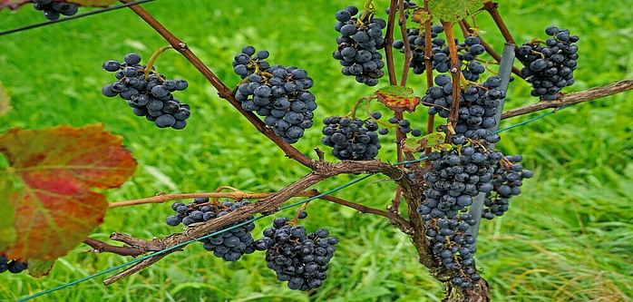 sorte za peneče vino